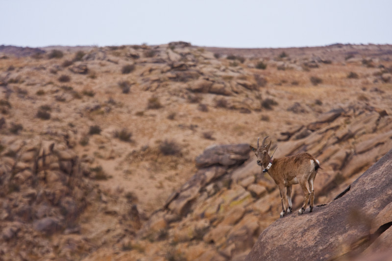 Siberian Ibex